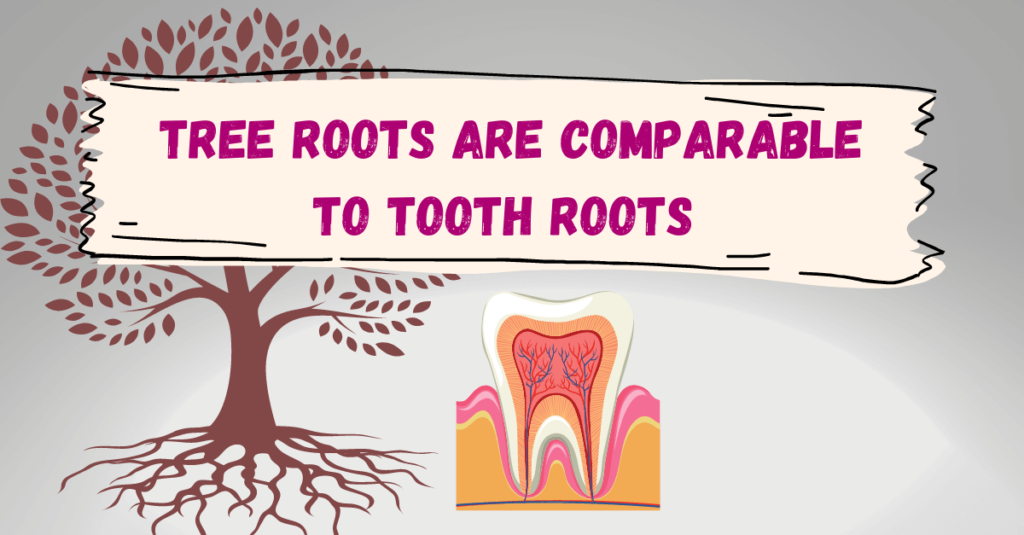 Tree roots & tooth roots are very similar